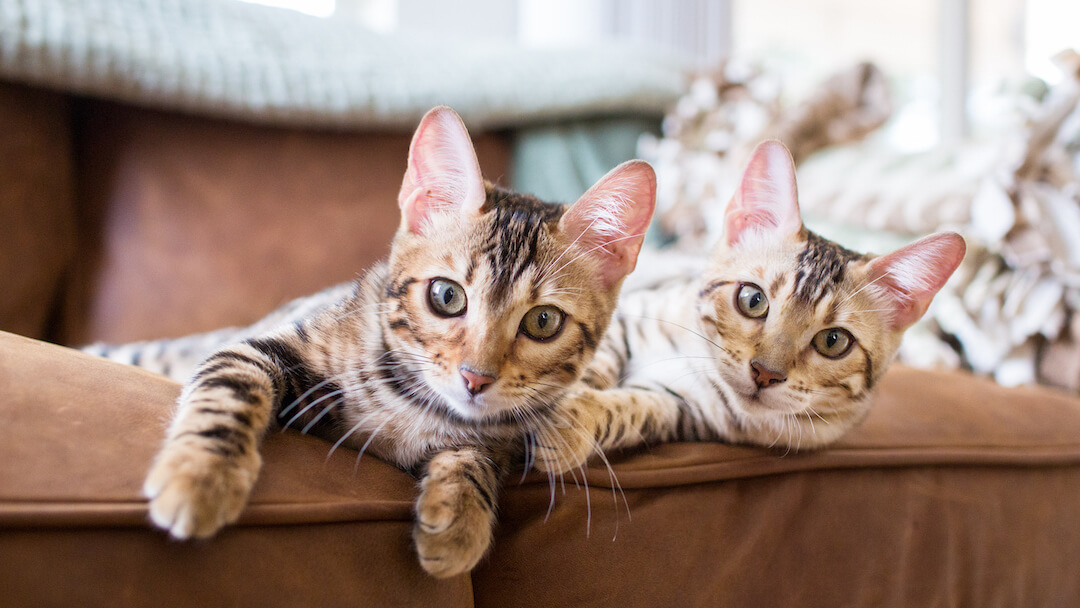 Can 2 cats share one litter box sale